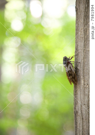 アブラゼミ 7981994