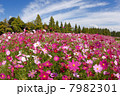生駒高原のコスモス１ 7982301