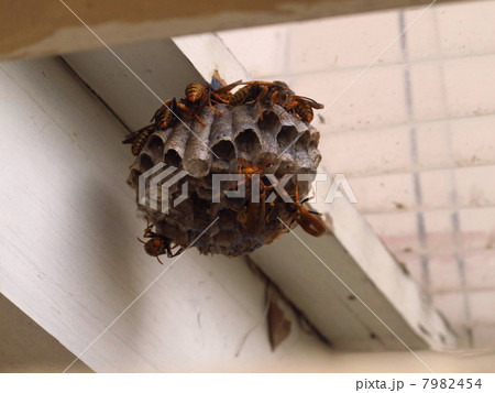 セグロアシナガバチ 　働き蜂 7982454