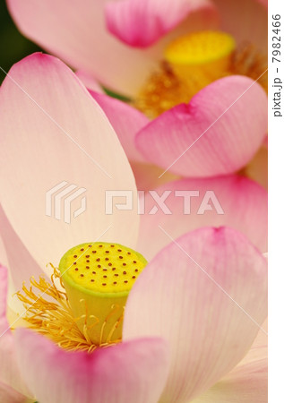 蓮の花 7982466