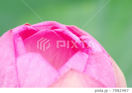 蓮の花 蓮の花 7982467