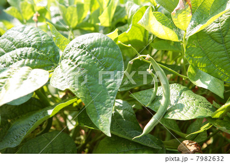 インゲン豆 7982632