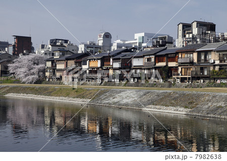 ４月京都の春景色 桜咲く鴨川沿い木屋町の家並の写真素材 [7982638 