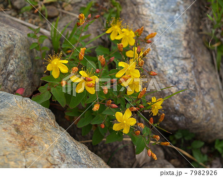 シナノオトギリ 7982926