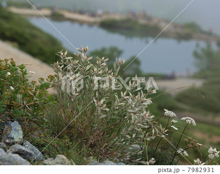 ハッポウウスユキソウ 7982931