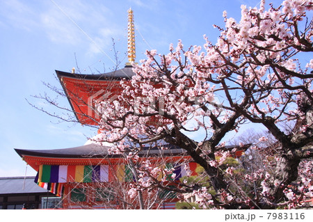 中山寺（宝塚）に咲く梅 7983116