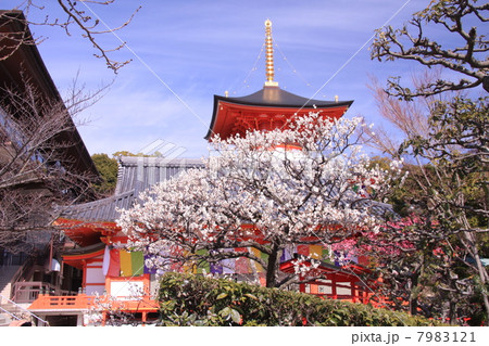 中山寺(宝塚)に咲く梅 中山寺(宝塚)に咲く梅 7983121