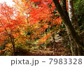 紅葉 7983328