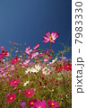 コスモス 7983330