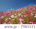 コスモス 7983331