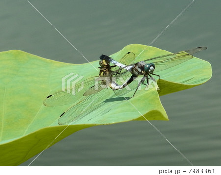 シオカラトンボ（交尾） 7983361