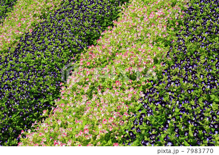 トレニア トレニア 7983770