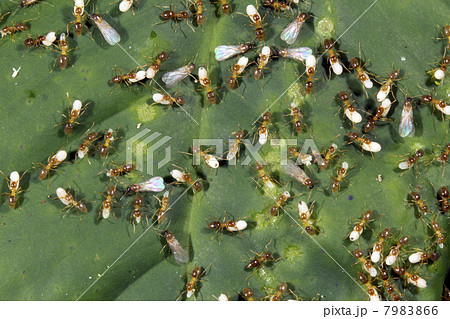 Swarm of flying ants and workers carrying larvae, Ecuador 7983866