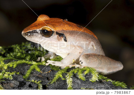 Peruvian Rain Frog (Pristimantis peruvianus), in rainforest, Ecuador. 7983867
