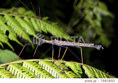 Stick insect (Pseudophasma bispinosa) on a fern leaf in the rainforest, Ecuador 7983892