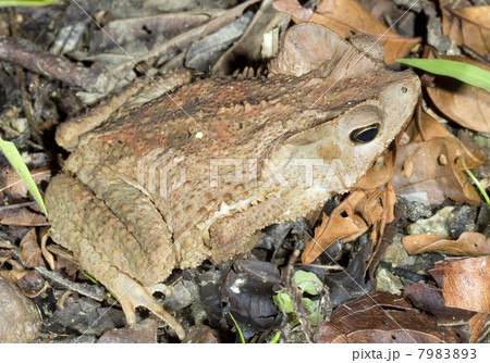 Crested Forest Toad (Rhinella margaritifer), Ecuador 7983893