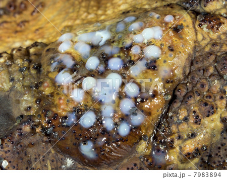Poison oozing out of the parotid gland of the Cane Toad (Bufo marinus) 7983894
