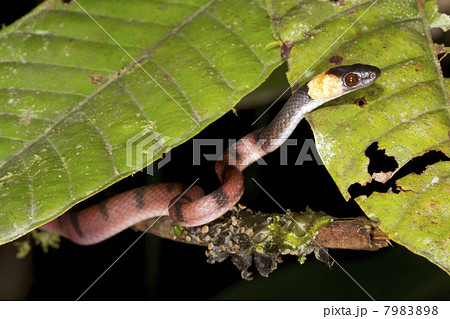 Amazon Flat Snake (Siphlophis compressus) climbing in a bush in rainforest, Ecuador Amazon Flat Snake (Siphlophis compressus) climbing in a bush in rainforest, Ecuador 7983898