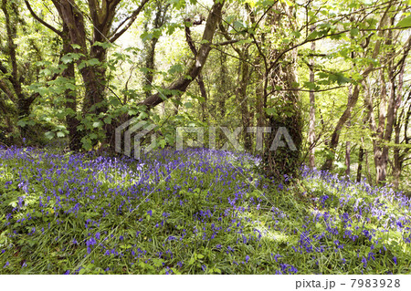 Bluebells (Hyacinthoides non-scripta) growing in a deciduous woodland in Cornwall, UK. 7983928