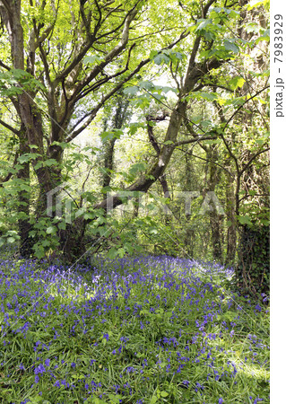 Bluebells (Hyacinthoides non-scripta) growing in a deciduous woodland in Cornwall, UK. 7983929