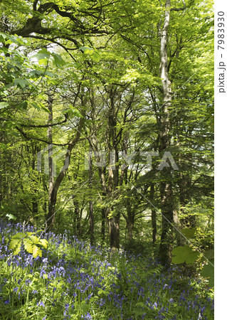 Bluebells (Hyacinthoides non-scripta) growing in a deciduous woodland in Cornwall, UK. 7983930