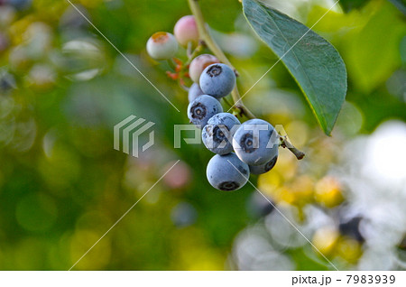 ブルーベリーの実（埼玉県深谷市） 7983939