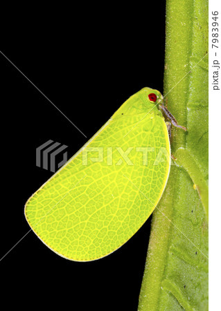 A bright green plant hopper on a rainforest leaf, Ecuador 7983946