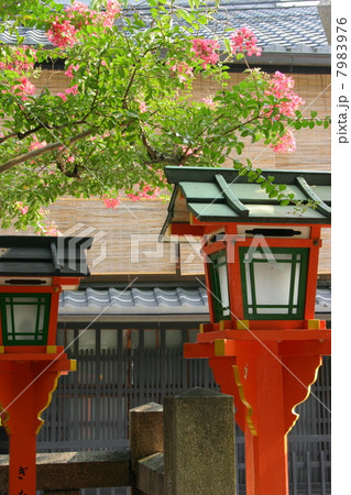 京都 祇園の百日紅 京都 祇園の百日紅 7983976