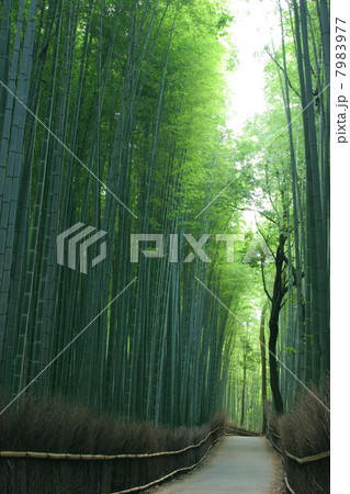 京都　嵯峨野　竹林の道 7983977
