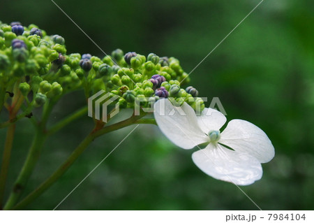 紫陽花 紫陽花 7984104