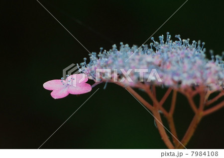 紫陽花 紫陽花 7984108