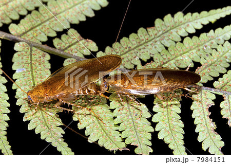 Cockroaches courtship behaviour. In the rainforest understory, Ecuador Cockroaches courtship behaviour. In the rainforest understory, Ecuador 7984151