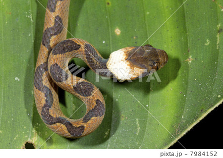 Common cat eyed snake Leptodeira annulata 7984152