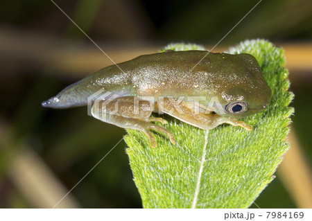 Amphibian metamorphosis - Tadpole changing into a frog above a r 7984169