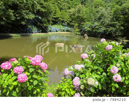 舞鶴自然文化園のあじさい　あじさいと池 7984210