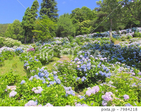 舞鶴自然文化園のあじさいの写真素材