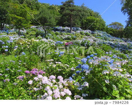 舞鶴自然文化園のあじさい 舞鶴自然文化園のあじさい 7984226