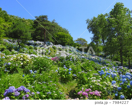 舞鶴自然文化園のあじさいの写真素材