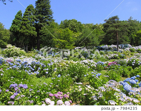 舞鶴自然文化園のあじさい の写真素材