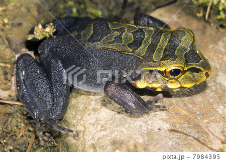 A juvenile Knudsen's Bullfrog (Leptodactylus knudseni), Ecuador 7984395