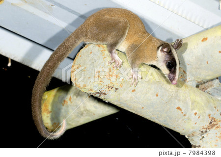 Opossum in the roof of a building in the rainforest, Ecuador Opossum in the roof of a building in the rainforest, Ecuador 7984398