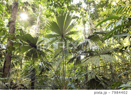 Interior of tropical rainforest in Yasuni National Park, Ecuador with palm tree in foreground 7984402