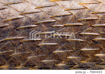 Skin of a small Amazonian lizard Alopoglossus atriventris with keeled scales, Ecuador Skin of a small Amazonian lizard Alopoglossus atriventris with keeled scales, Ecuador 7984403