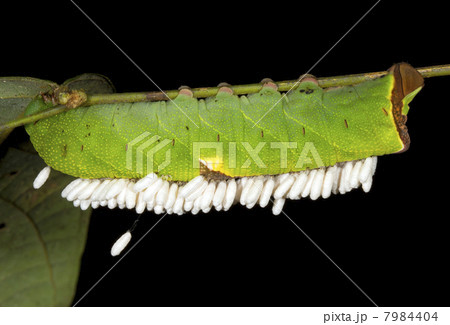 Caterpillar parasitized by an Ichneumon wasp. Caterpillar parasitized by an Ichneumon wasp. 7984404