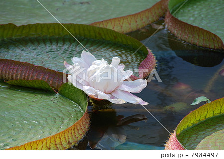 オオオニバスの花 オオオニバスの花 7984497