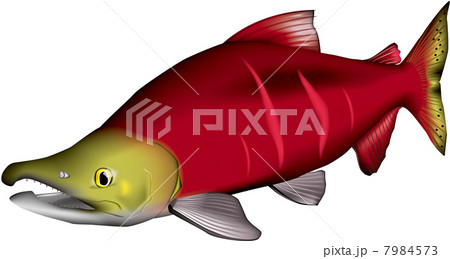 紅鮭のイラスト素材 [7984573] - PIXTA