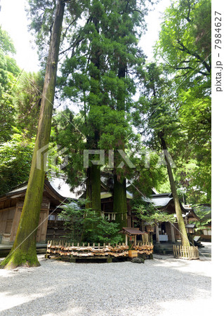 高千穂神社本殿と夫婦杉 高千穂神社本殿と夫婦杉 7984627