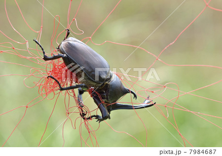 畑のネットがからみついた甲虫 7984687