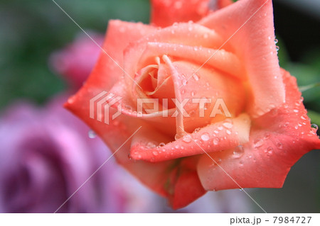 薔薇(バルデュソワール) 薔薇(バルデュソワール) 7984727