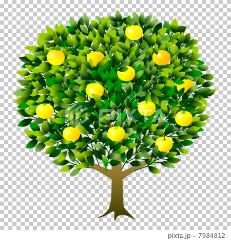 Tangerine tree 7984812